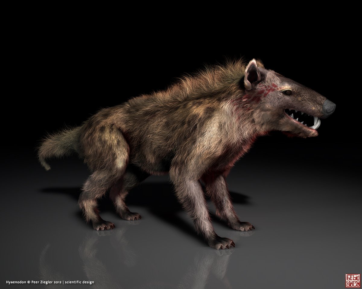 Nanh Linh cẩu hang hóa thạch (Cave Hyena fang) - Crocuta cro